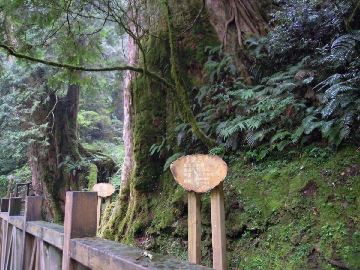 拉拉山神木區